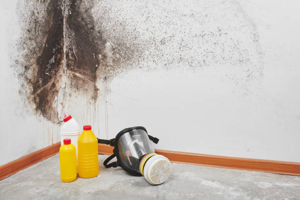 Trusted Jefferson, TX Mold Removal Experts