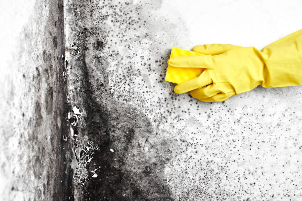 Best Same-Day Mold Removal  in Jefferson, TX