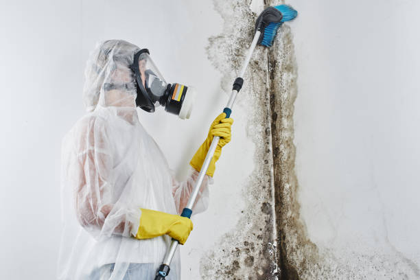 Best Residential Mold Removal  in Jefferson, TX