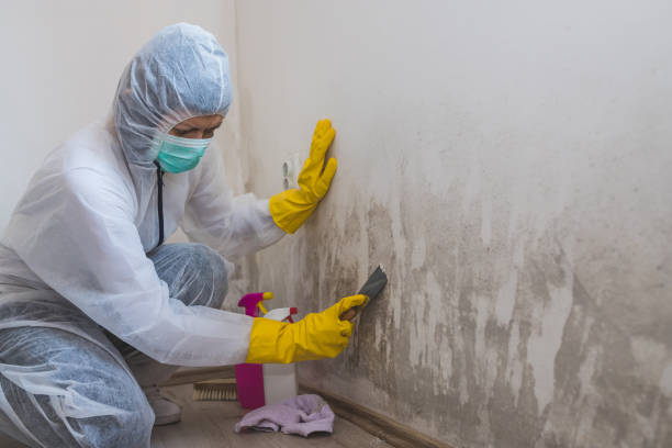 Best Mold Removal Company Near Me  in Jefferson, TX