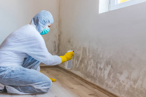 Best Mold Damage Repair  in Jefferson, TX