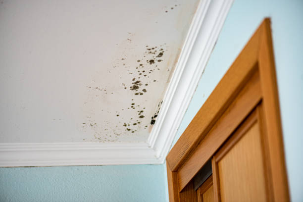 Best Local Mold Removal Service  in Jefferson, TX