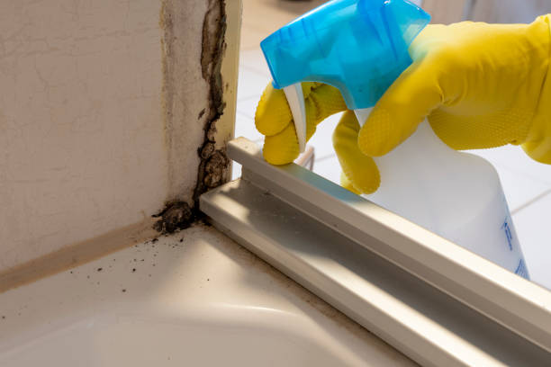 Mold Removal Process in Jefferson, TX