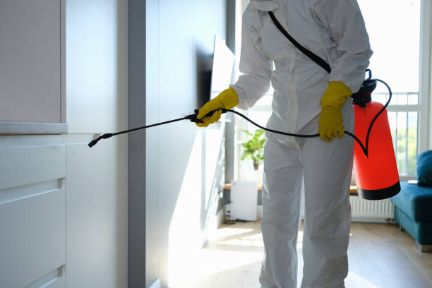 Best Affordable Mold Removal  in Jefferson, TX