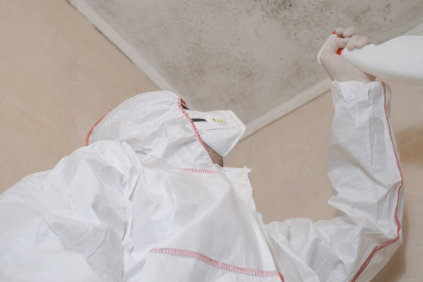 Best Same-Day Mold Removal  in Jefferson, TX