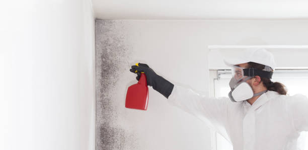 Best Attic Mold Removal  in Jefferson, TX