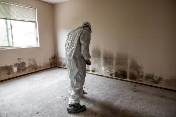 Best Fast Mold Removal  in Jefferson, TX