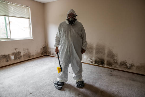 Best Mold Removal and Inspection  in Jefferson, TX