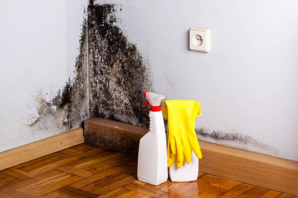 Best Mold Removal Near Me  in Jefferson, TX