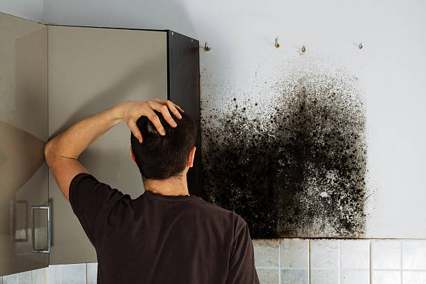 Best Affordable Mold Removal  in Jefferson, TX