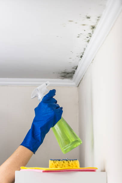 Best Mold Remediation Experts  in Jefferson, TX